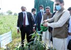Massive scale tree plantation in capital